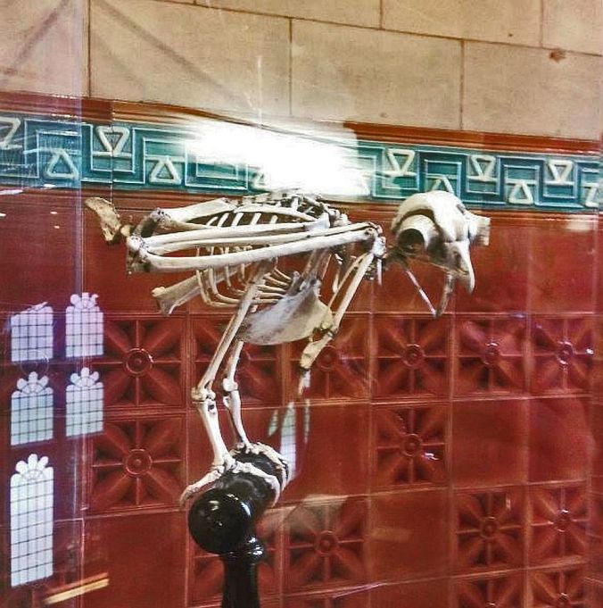 LIVERPOOL. Victoria Gallery &amp; Museum Owl Skeleton